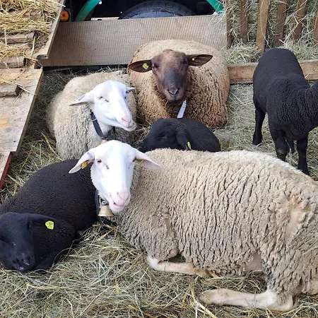 Hof Benesch Hessendorf